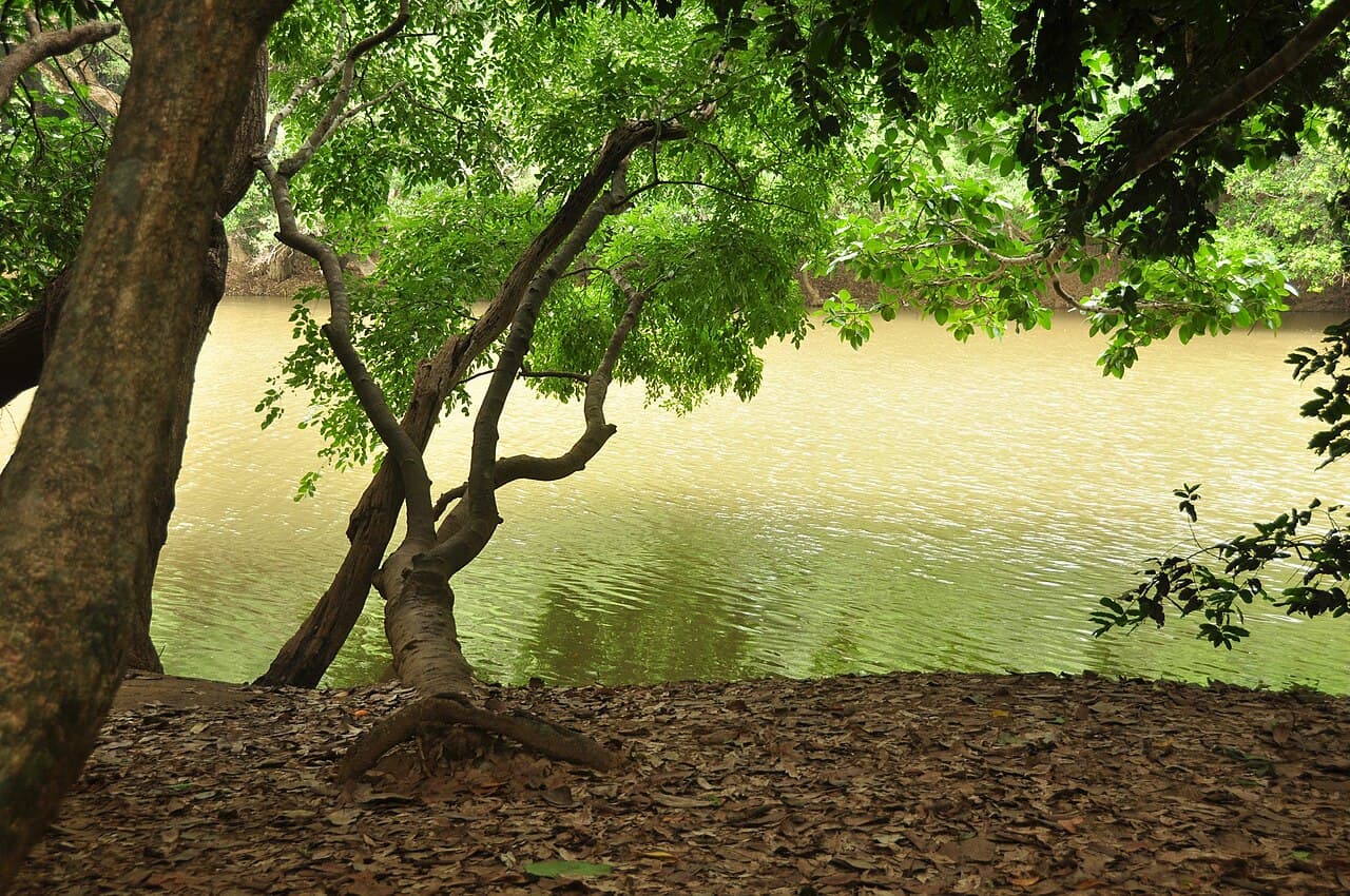 Shaded riverbank and trees on Kuruvadweep in Wayanad