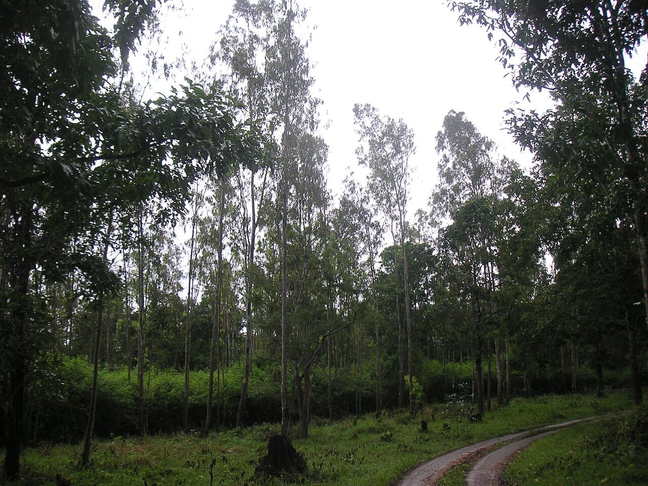 Forest safari track winding through Muthanga Wildlife Sanctuary