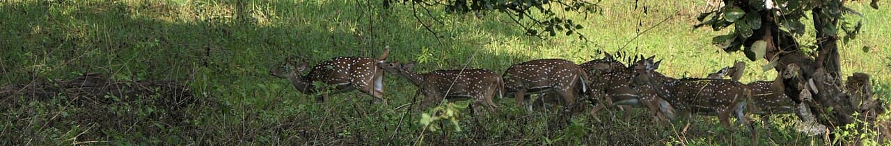 A herd of spotted deer in Tholpetty Wildlife Sanctuary